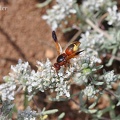 Orientalische Hornisse (Vespa orientalis)